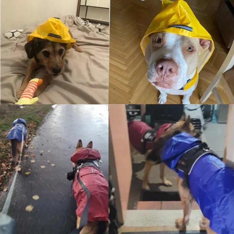 Suministros para mascotas: impermeable