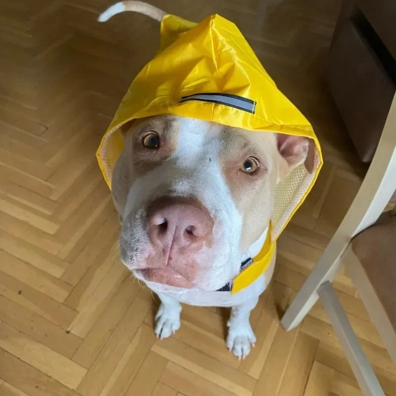 Suministros para mascotas: impermeable